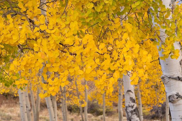 Jaynes Gallery 아티스트의 USA-Colorado-Uncompahgre National Forest Close-up of aspen leaves in autumn작품입니다.